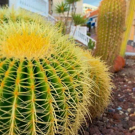Palmeritas Mar Tenerife Sur Apartment *